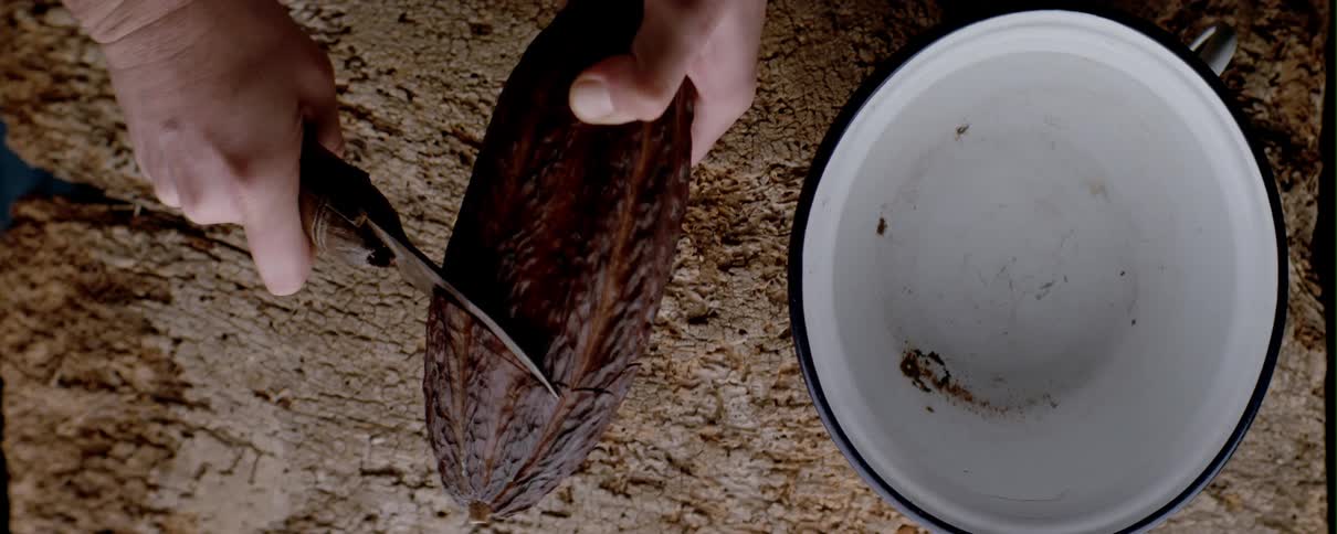 Closeup of a persons hands cutting cocoa fruit