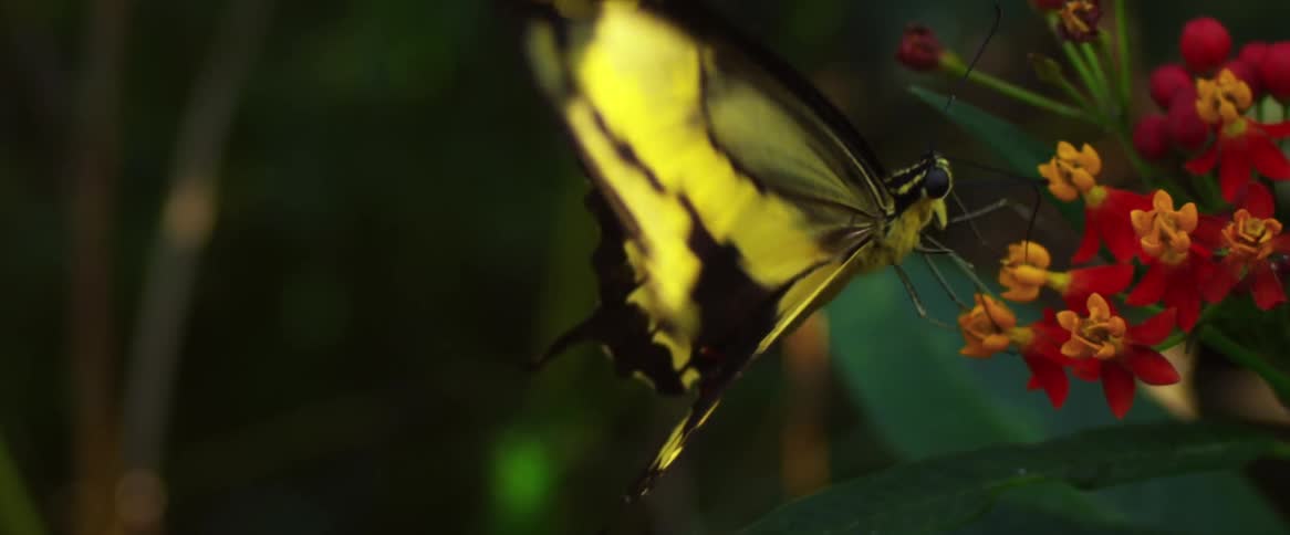 A swallowtail butterfly moves its wings as it sits on a flower