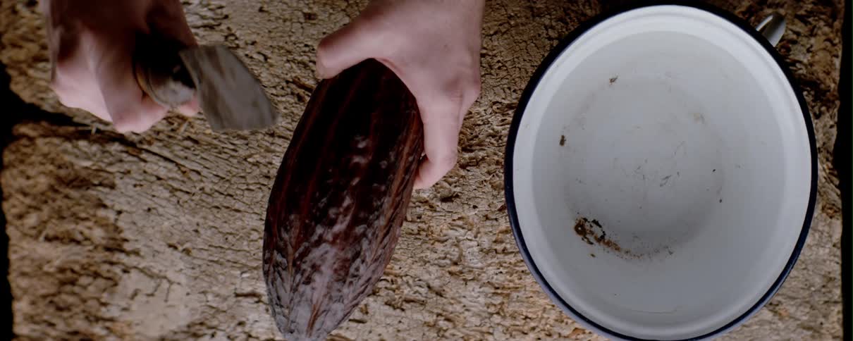 Person peels cacao fruit with a knife during the day