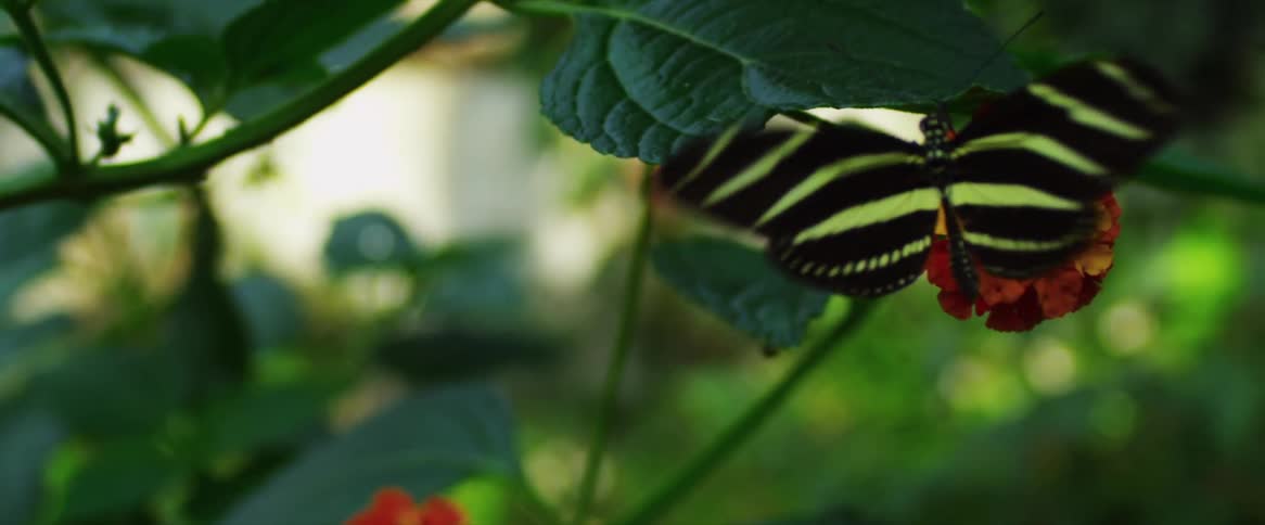 View of a butterfly on a flower flying in slow motion