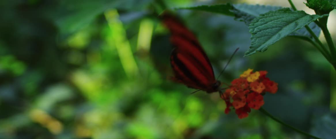 A butterfly with orange and black wings perches on a small cluster of flowers