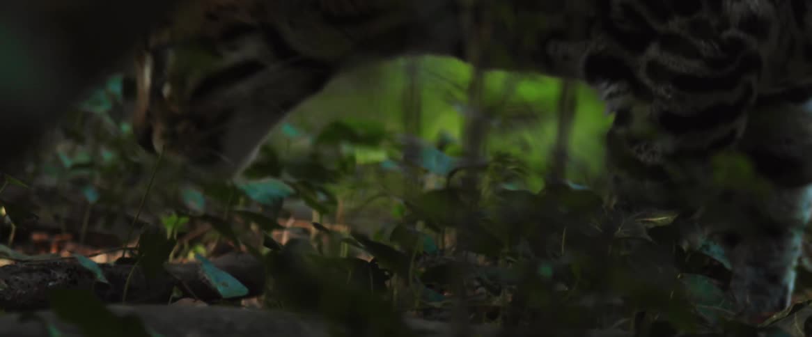 Leopard in a jungle walking