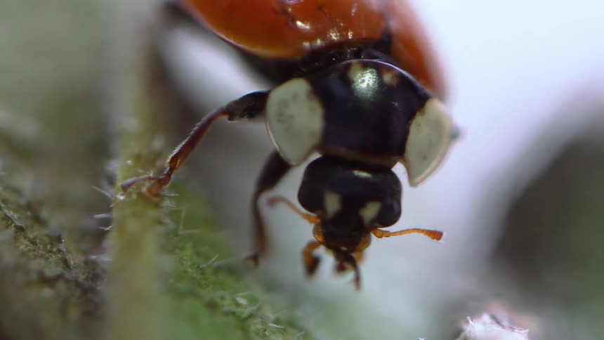 An insect like a beetle on a leaf eating