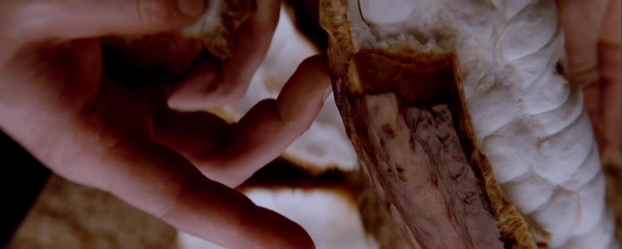 Close up of a person handling a cacao pod