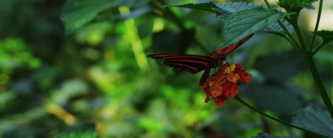 Red butterfly on red petals during the day