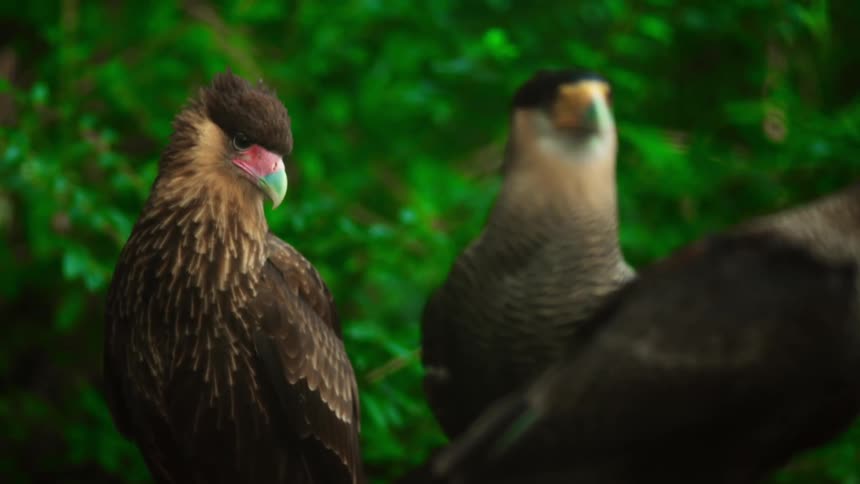 Some hawks looking ahead and the one leaves