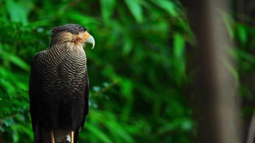 Closeup of an eagle on a branch in nature