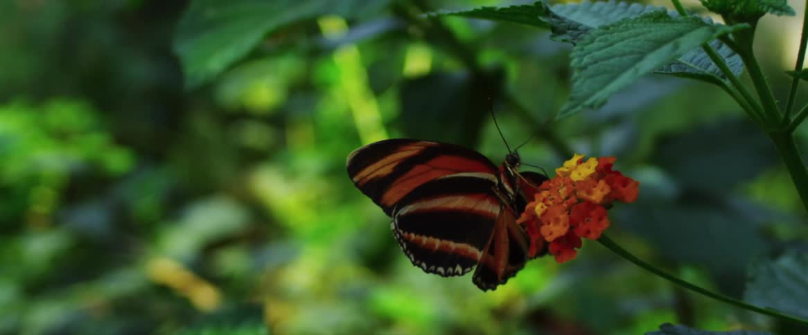 A butterfly on a flower in the forest