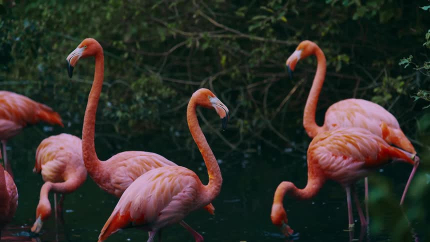 The pink flamingos are drinking water
