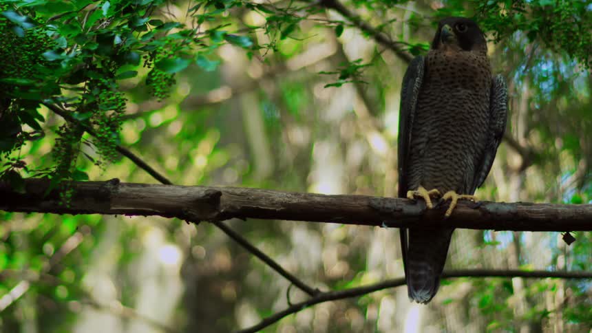 A bird on a tree branch in the forest