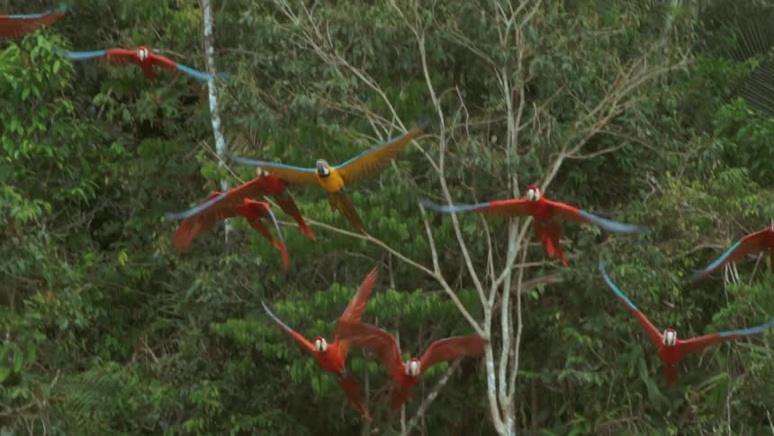 Series of parrot birds flying upward in the woods