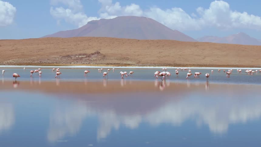 Some birds in the river looking for food with a mountain seen from a distance