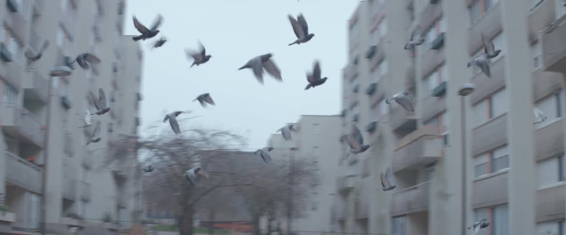 A group of pigeons fly past the apartment building