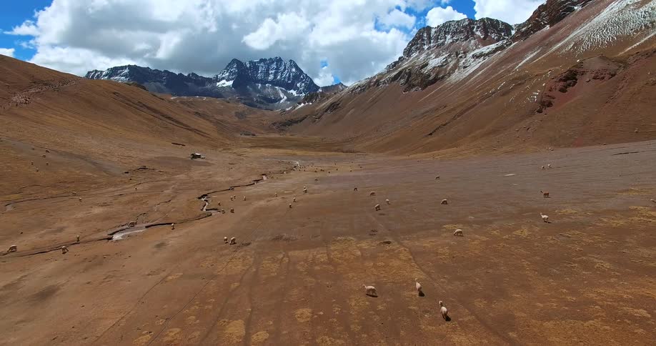 Some animals on the ground at the base of a mountain and they start to run