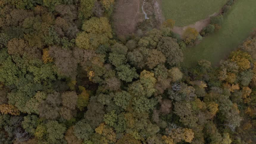 Aerial view looking down at trees at the edge of a forest in fall colors