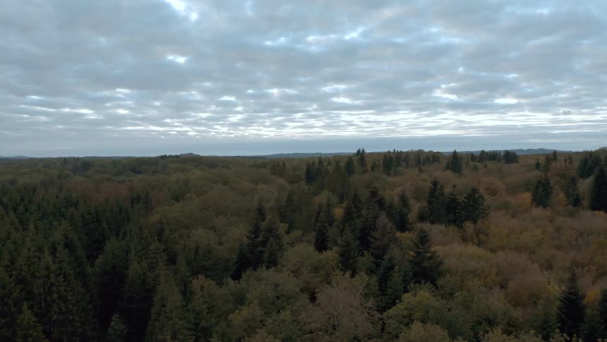 Under a cloudy sky a forest spreads as far as the eye can see