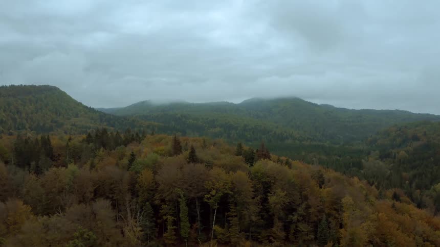 Partially leafless forest trees cover mountains on a foggy day