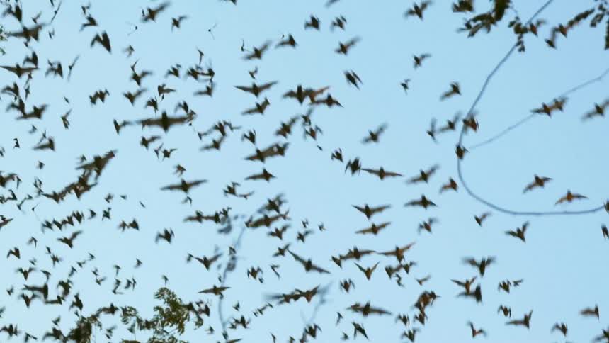 Swarm of birds flay across blue sky