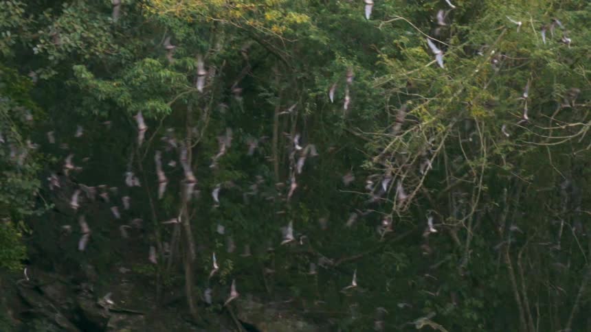 Series of birds flying in the forest