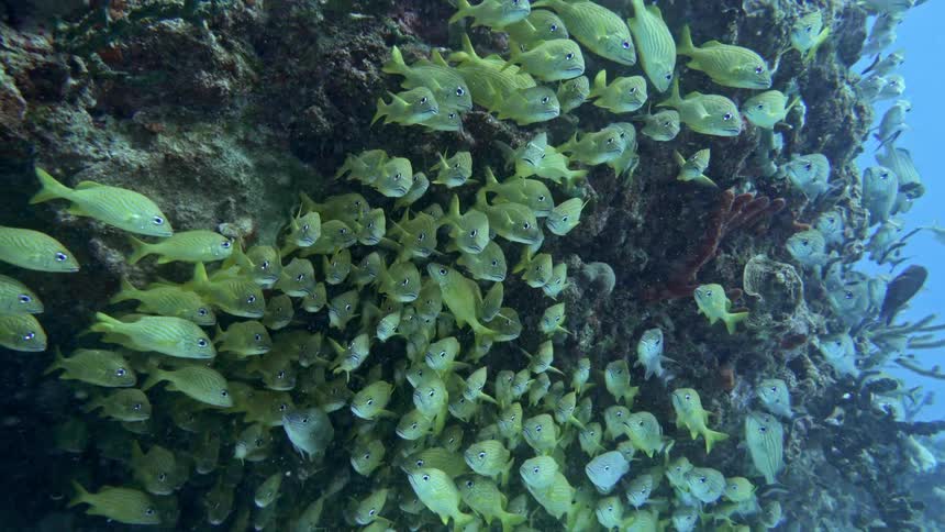 Green fish swimming underwater during the day