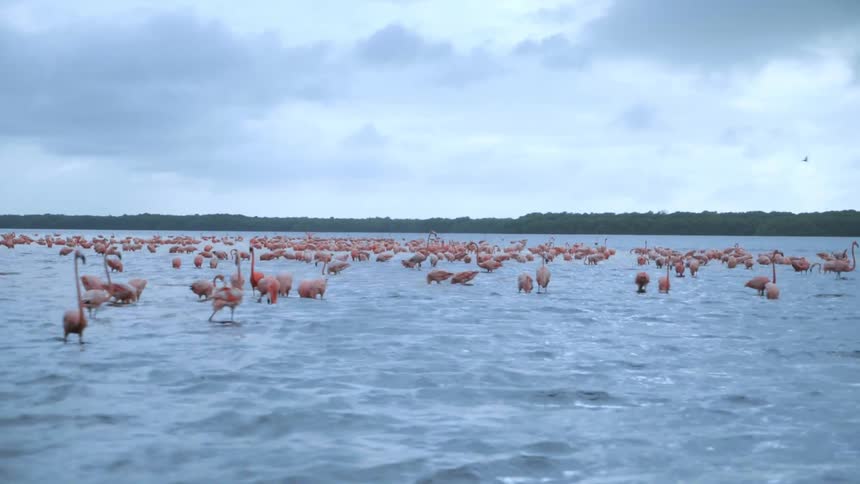 View of the sea with flamingos in the water