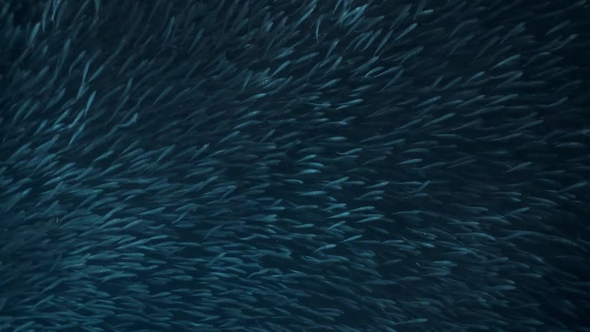 View from inside the sea with schools of fish and sunlight reflection
