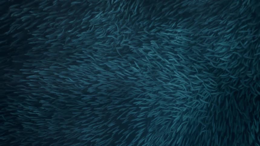 School of fish in the middle of the blue sea