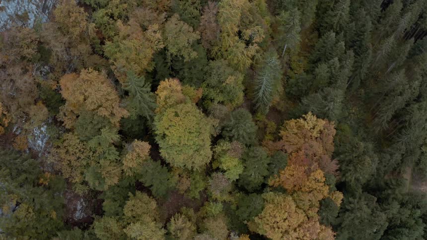 An aerial view of a forest full of tall pine trees is seen from above
