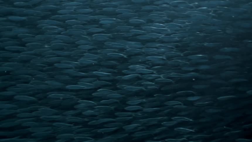 Schools of fish swimming together in the open sea