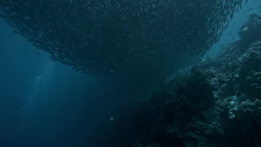 Shoal of sardines in the open sea