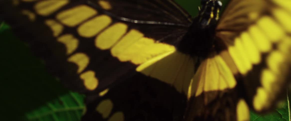 A swallowtail butterfly moves its wings as it sits on a leaf and flies away