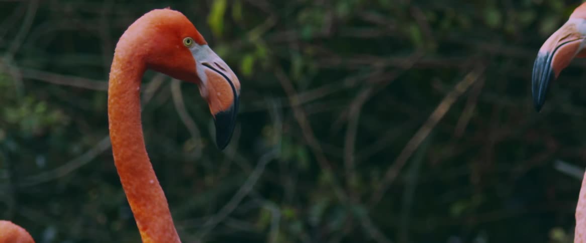Closeup of the neck and beak of two flamingos in the midst of nature