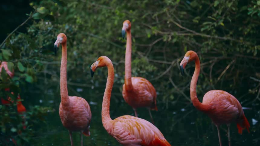 Panorama of flamingos in the water amidst nature