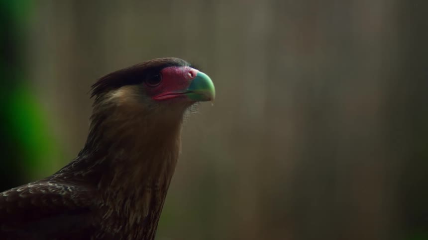 A bird with brown fur and green beak