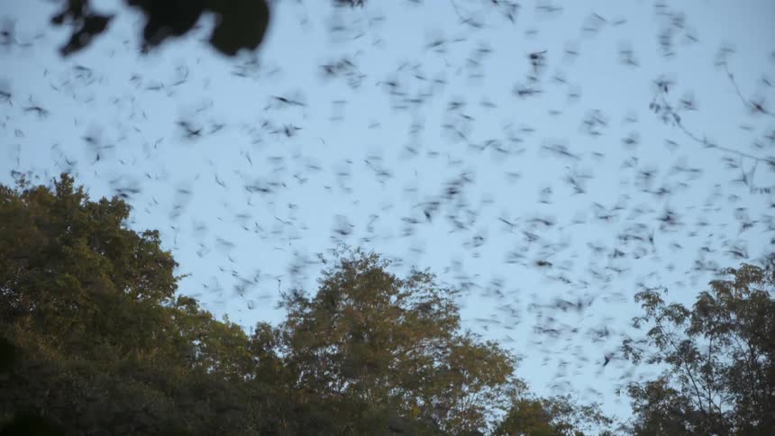 Colony of bats flying at evening
