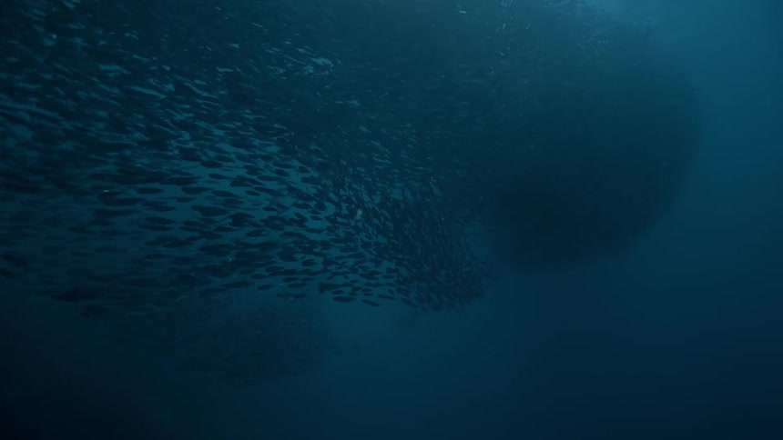 School of fish swimming through the sea
