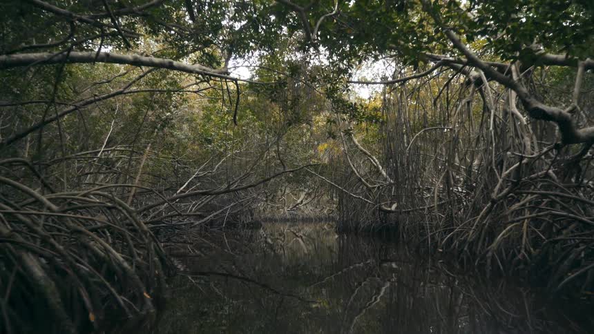 River surrounded by aquatic trees with their roots in the daylight