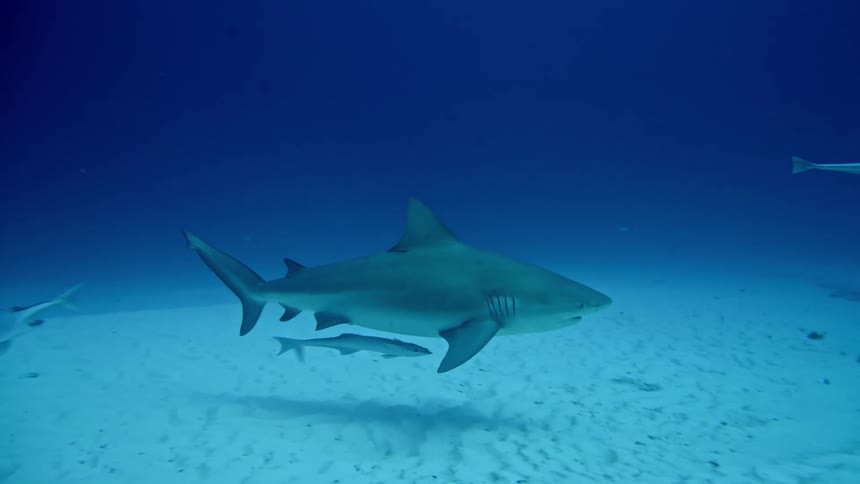 Some sharks swimming underwater
