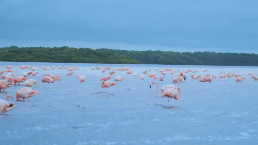 View of several flamingos in the shallow waters of the sea