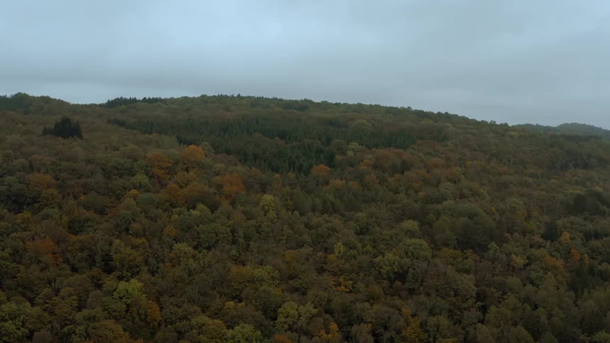 Aerial view of a forest in the mountains