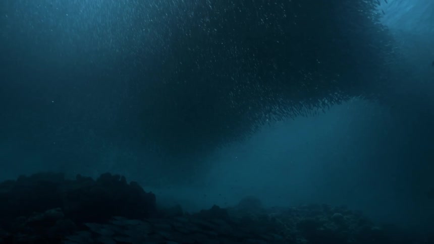 A large school of fish travel underwater