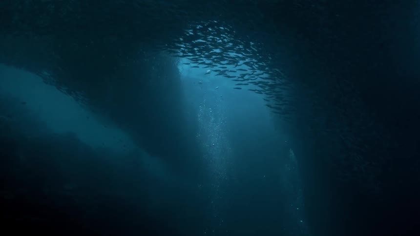 School of fish swimming through the sea