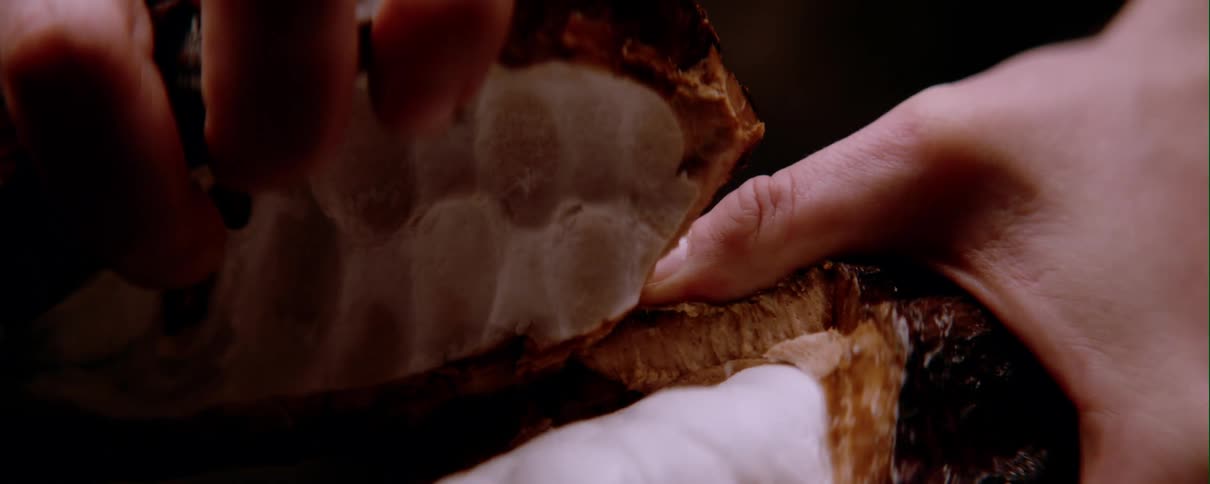 Person opens a cacao fruit with both hands