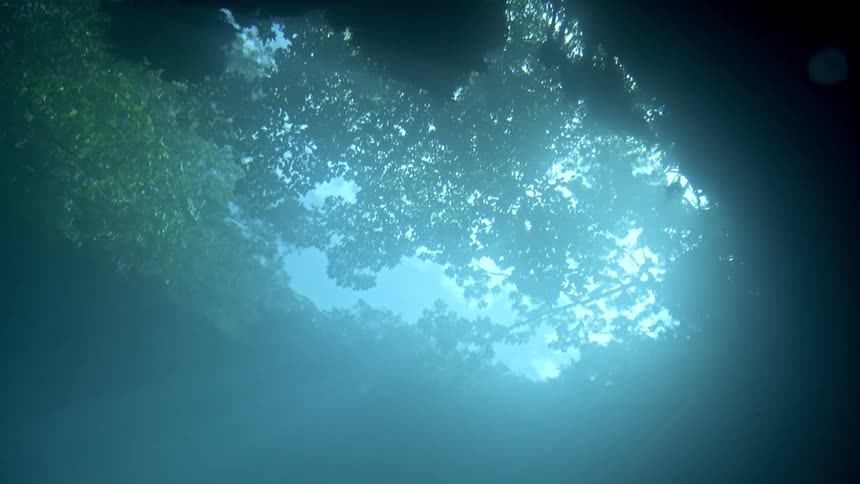 View from inside the sea of a forest under a daytime sky