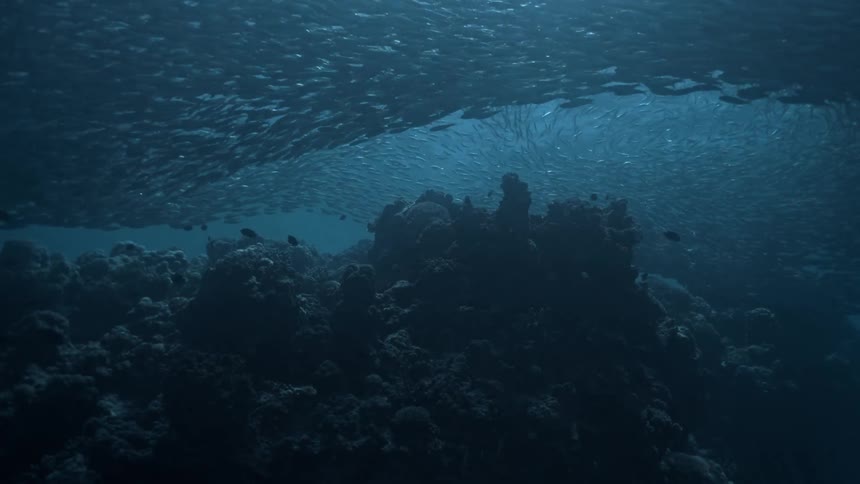 Inside the sea a school of sardines above corals with sunlight reflections