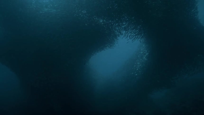 Air bubbles rise as a large school of fish swims overhead