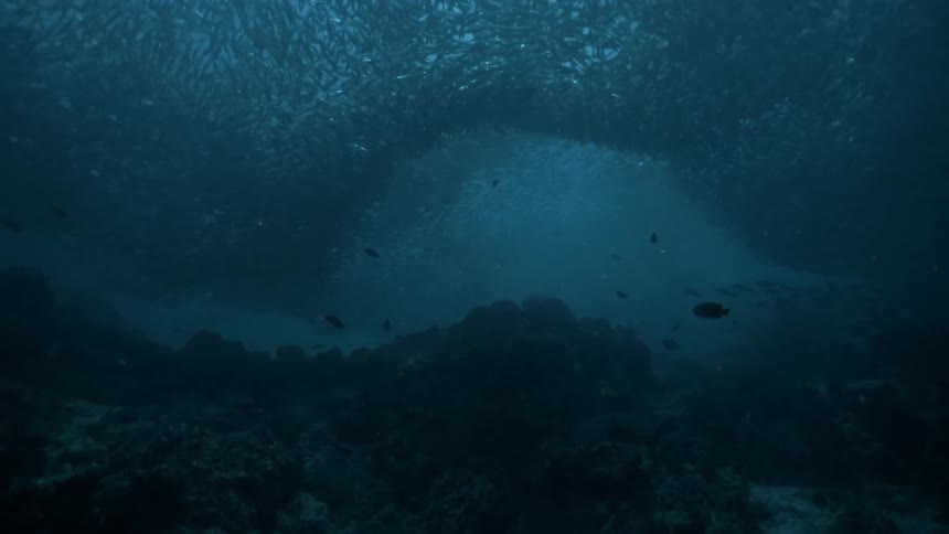 Beneath the surface of the ocean small fish can be seen swimming around