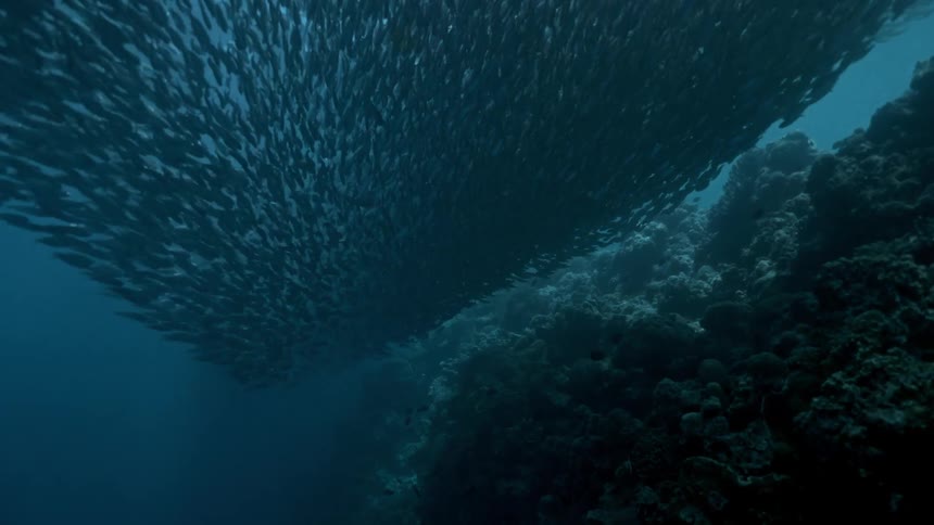 View from inside the sea of a shoal of sardines above a pinkish coral