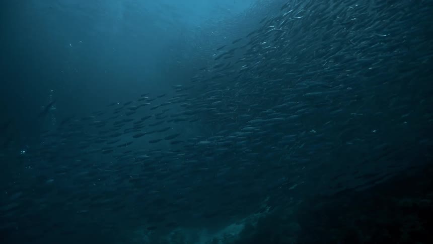 Fish swimming in unison underwater