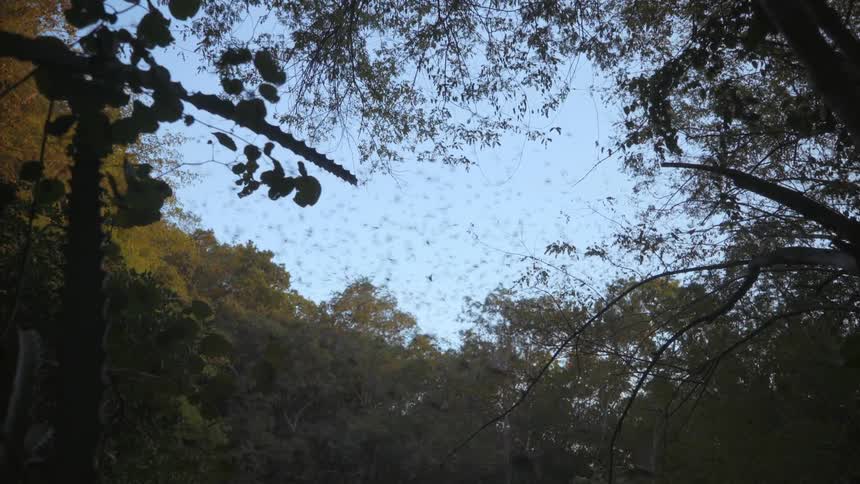 The flock of birds fly above the trees